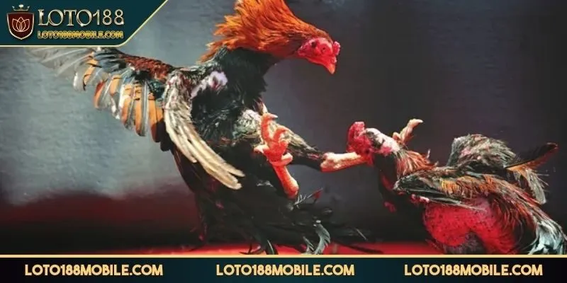 da-ga-loto188-cac-keo